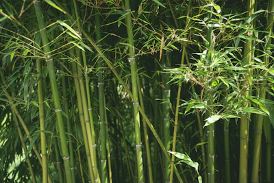 Bamboo