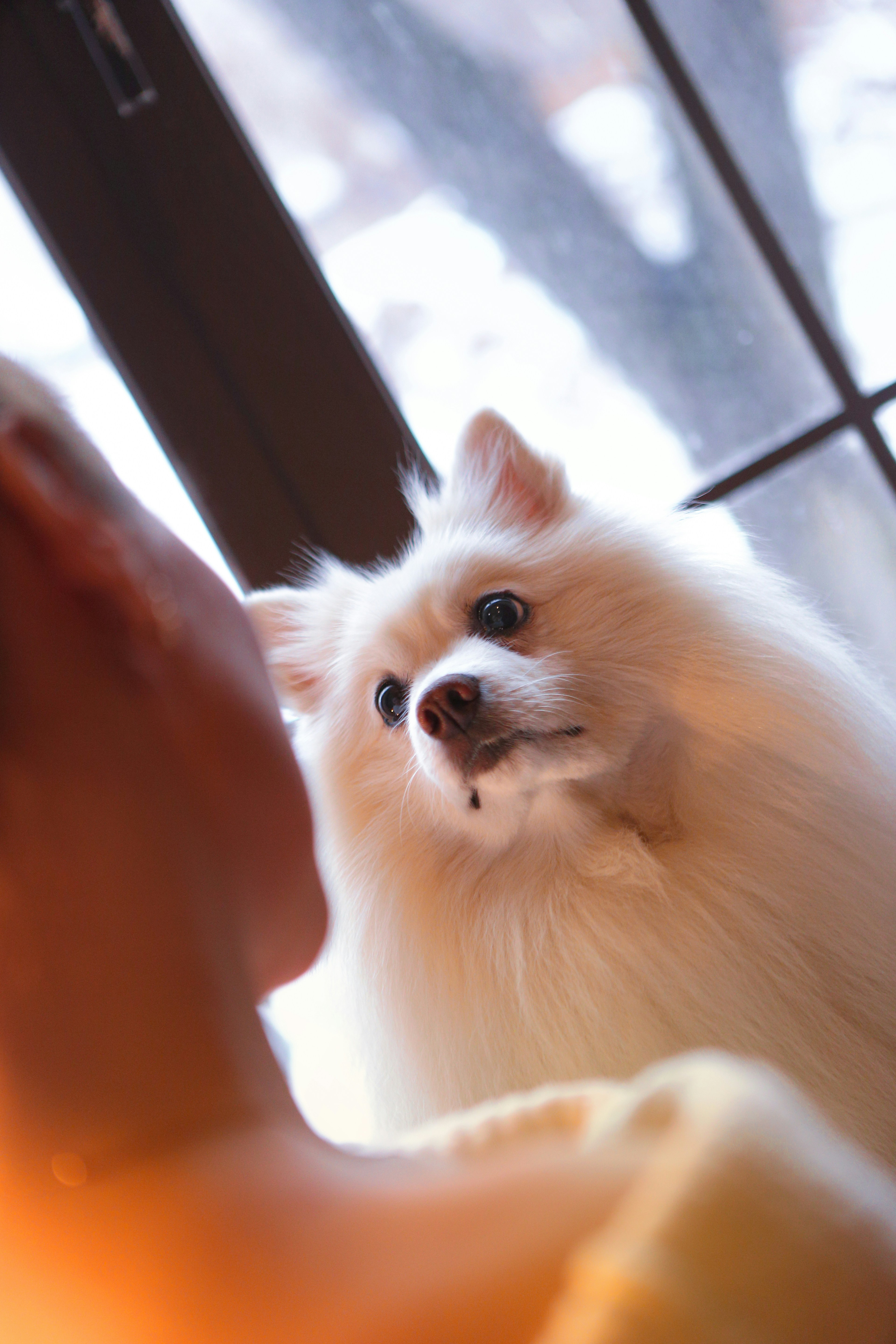 The Science of Scent: Enhance Pet Learning with Aromatherapy