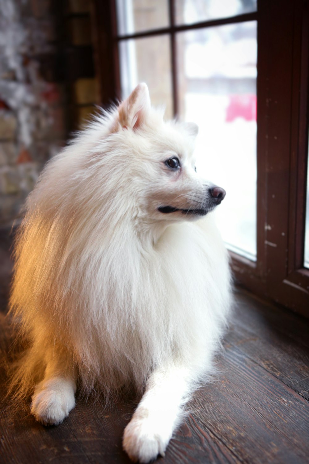 a white dog sitting on top of a wooden floor next to a window