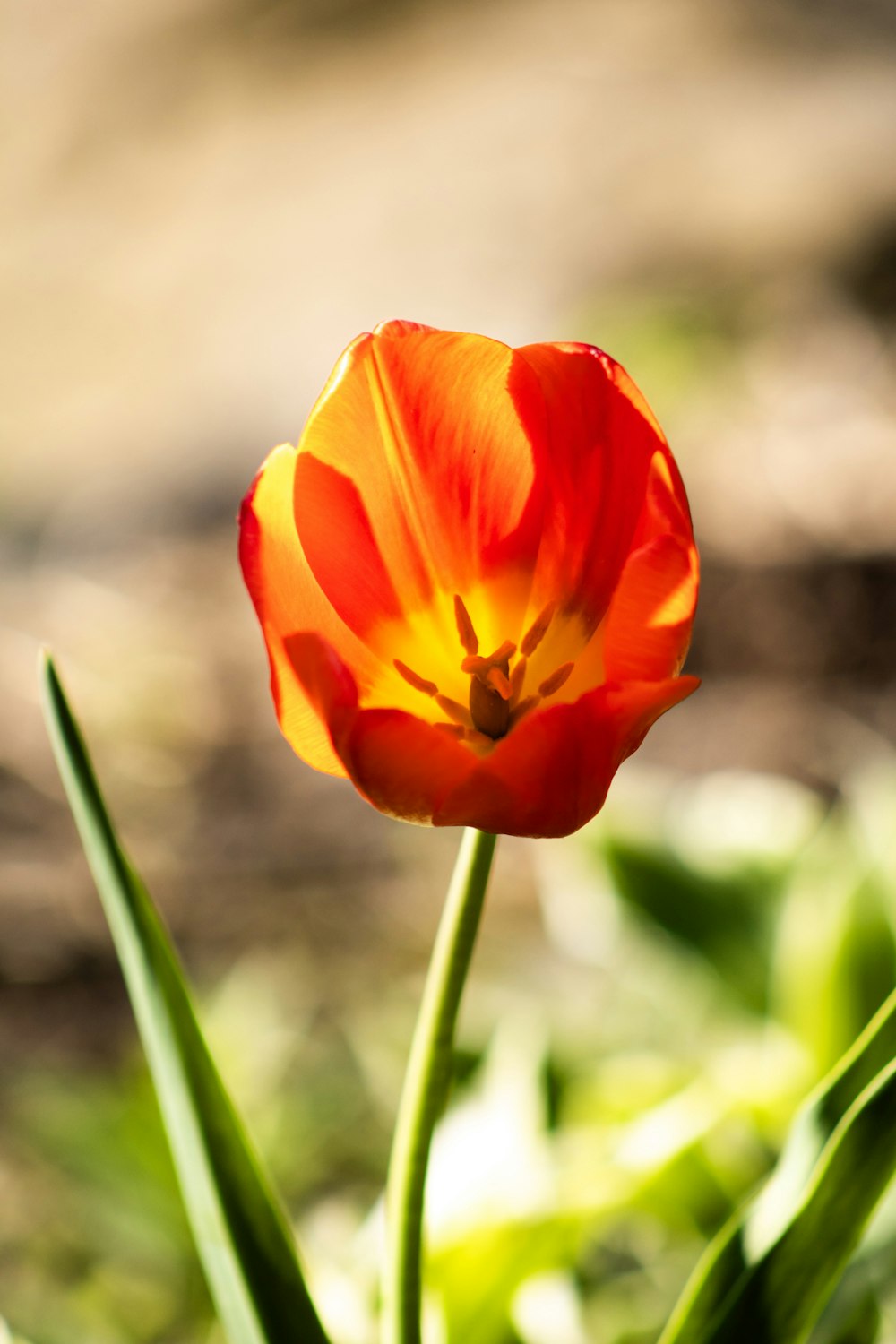 a single orange and yellow tulip in the sun