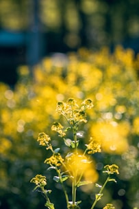 a close up of a plant with yellow flowers