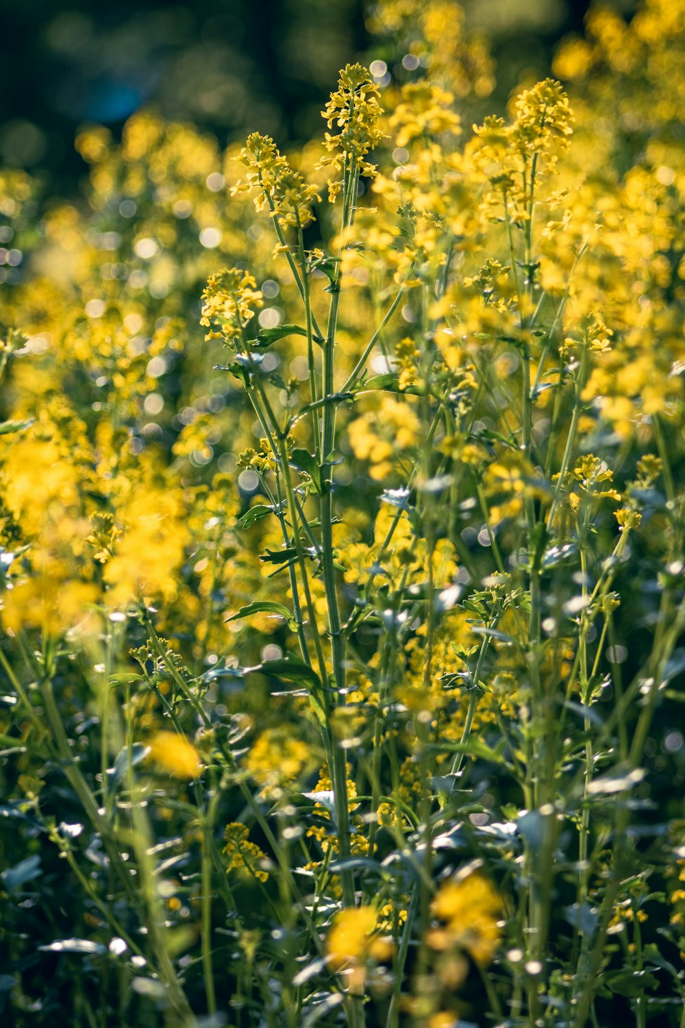 a field full of yellow flowers with water droplets on them