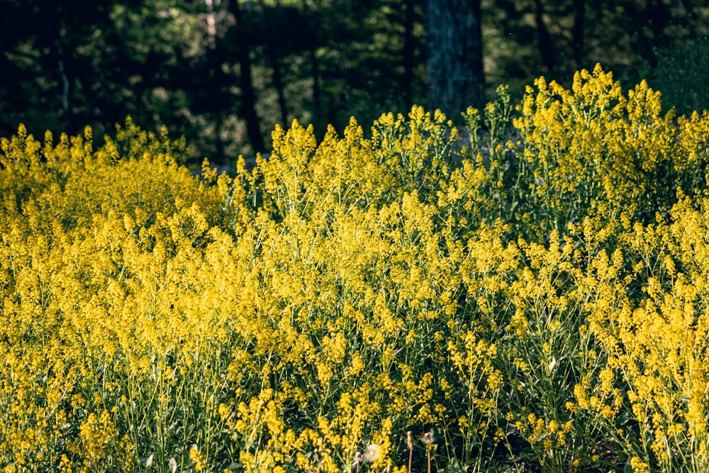 a field full of yellow flowers with trees in the background