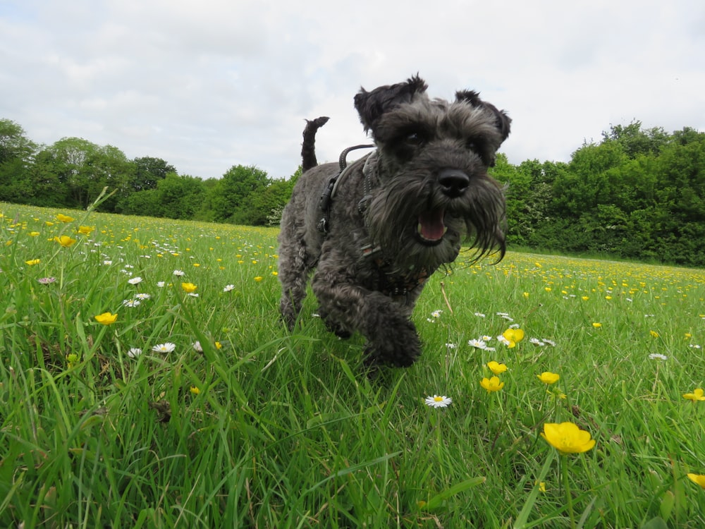 a dog running through a field of green grass