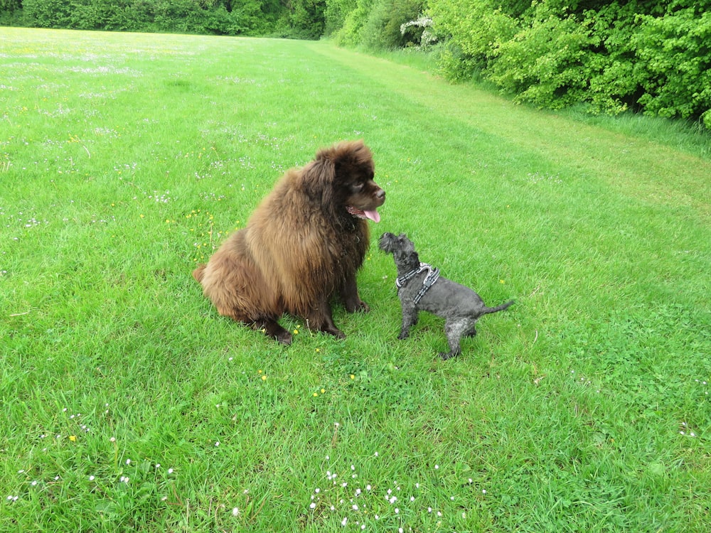 a large brown dog standing next to a small gray dog on a lush green field