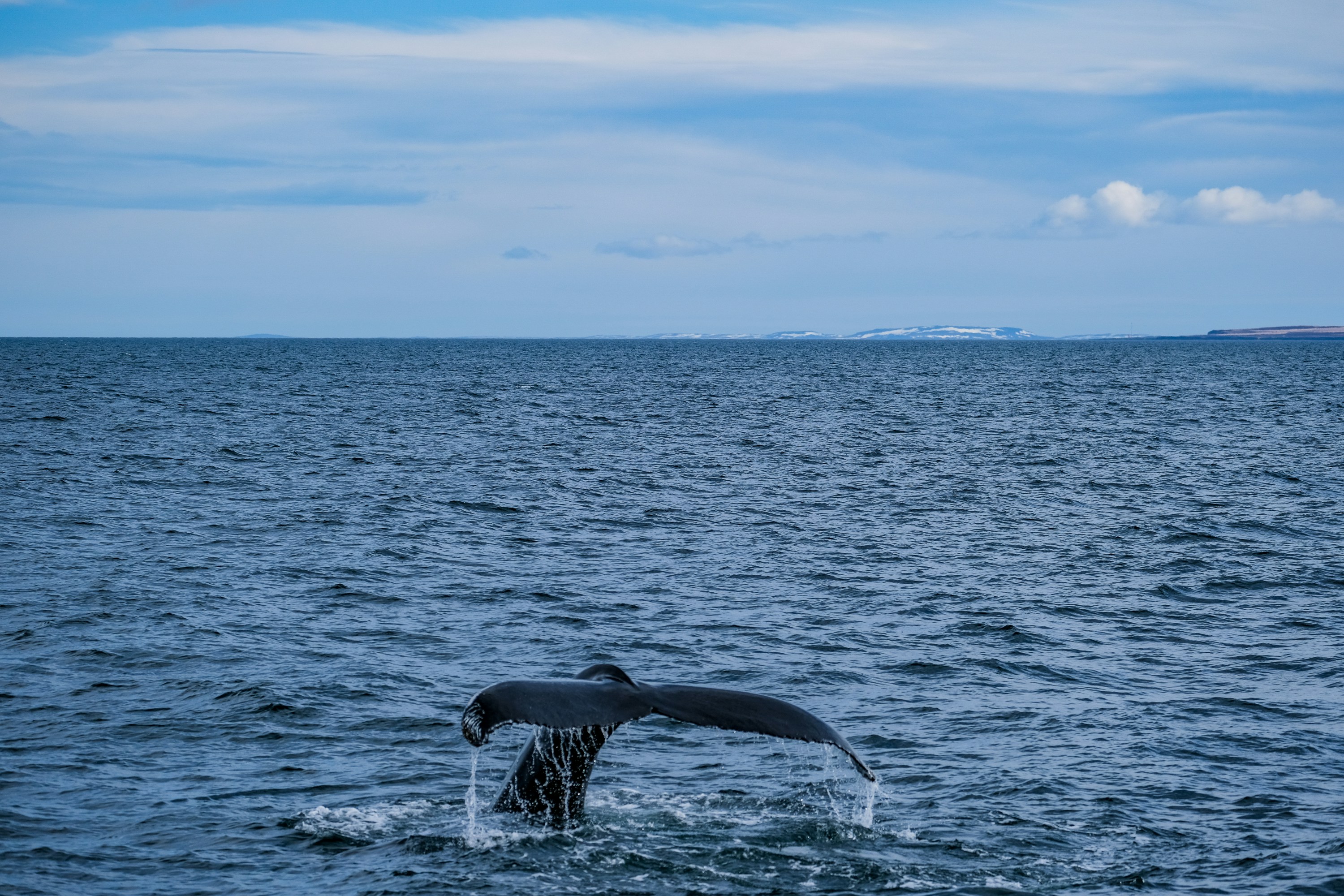 A whale tail flups out of the water photo – Free Animal Image on Unsplash