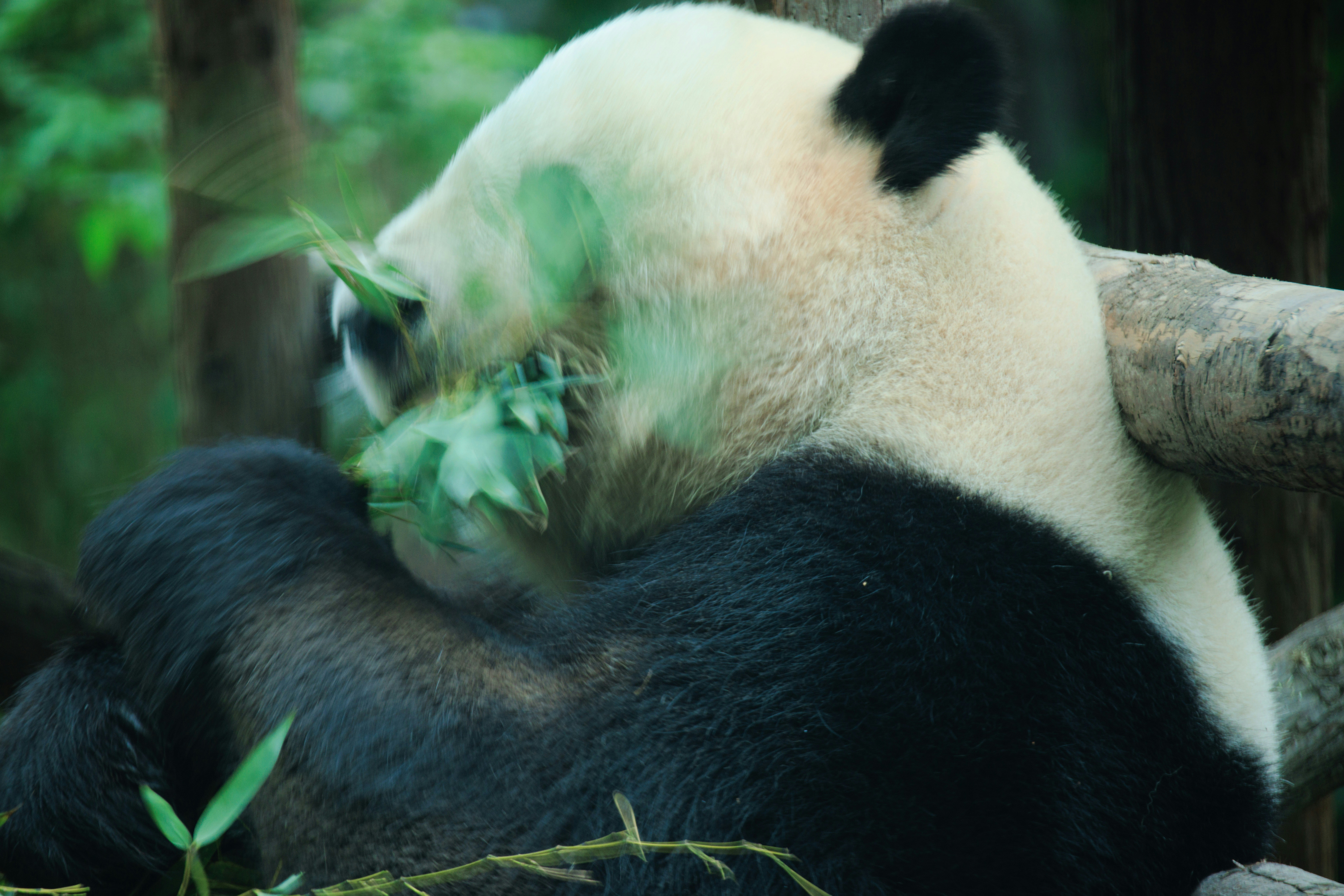 A panda bear sitting on a tree branch eating leaves photo – Free Animal ...