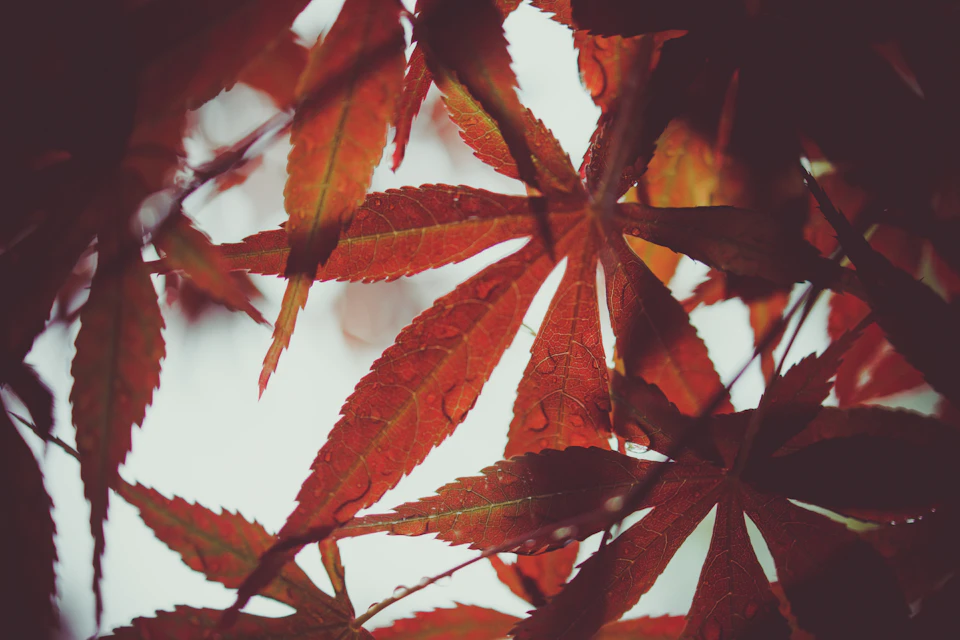 Close-up view of red maple leaves from above, showcasing vibrant foliage and curved edges