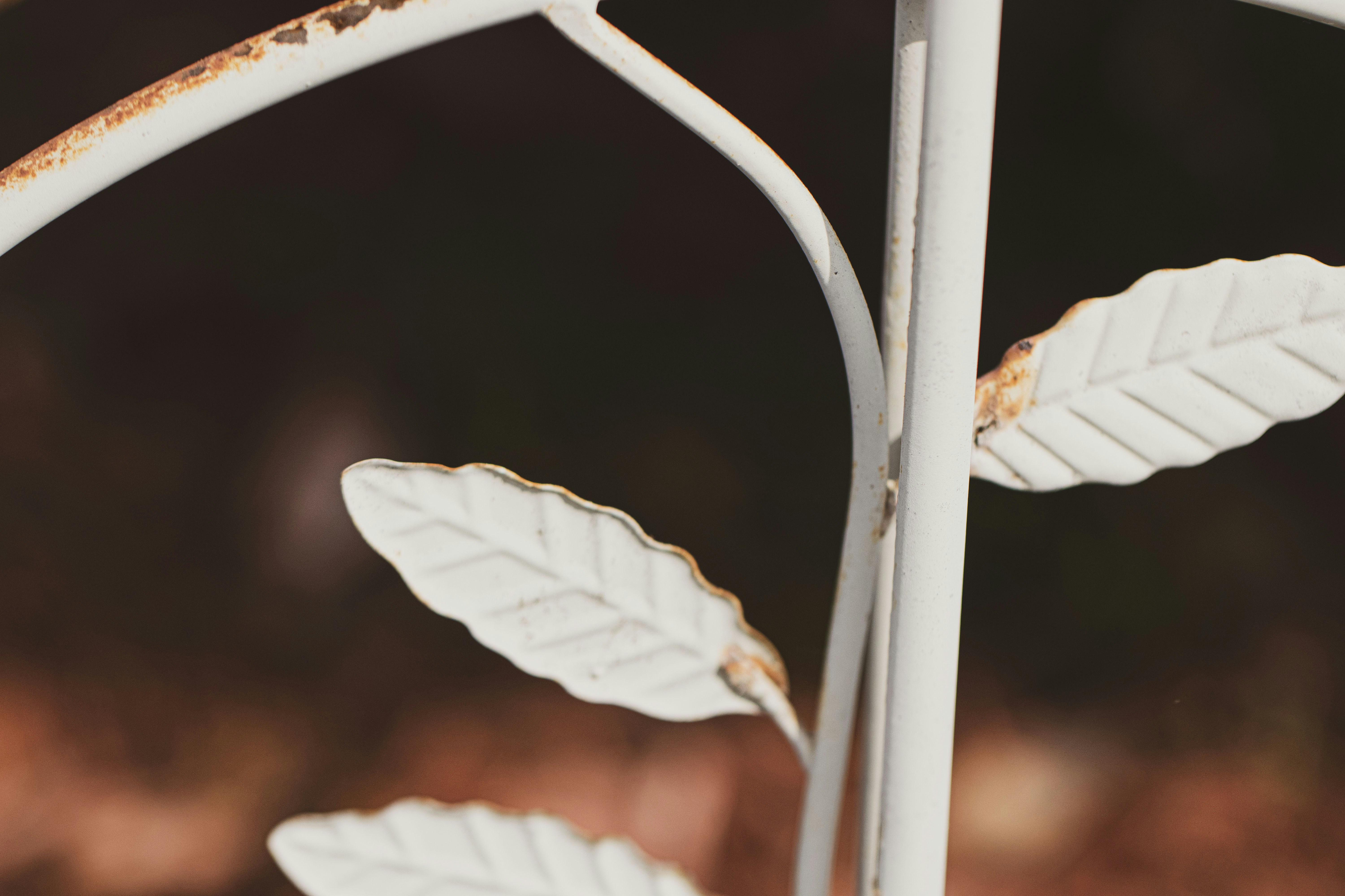 a close up of a plant with leaves on it