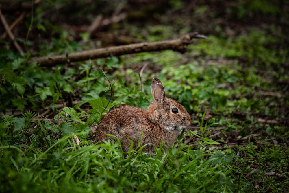a rabbit is sitting in the grass in the woods