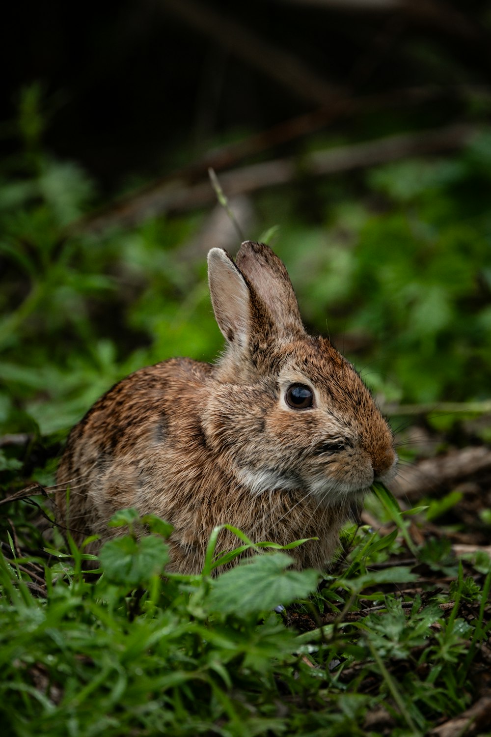 a small rabbit sitting in the grass