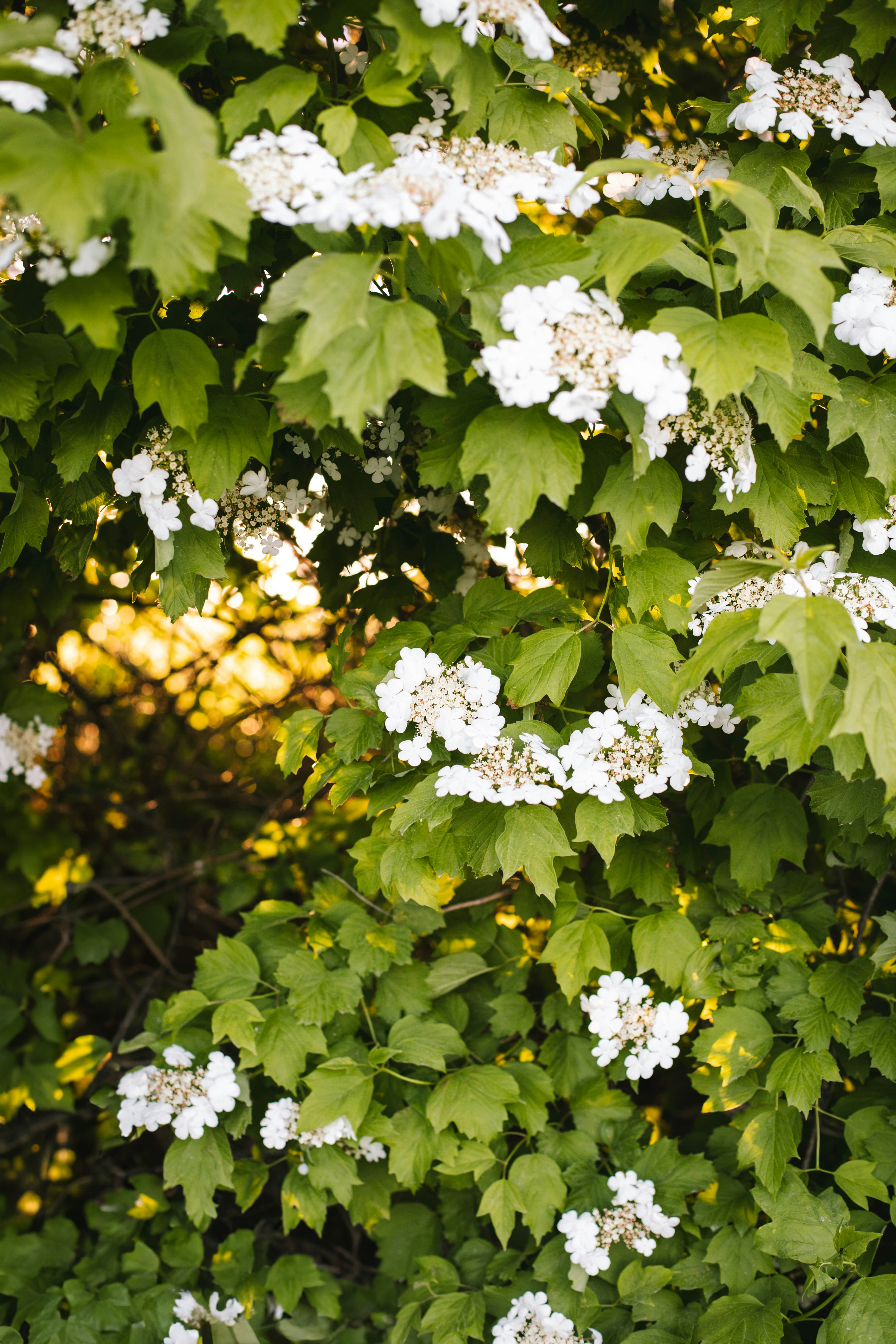 a bush with white flowers and green leaves