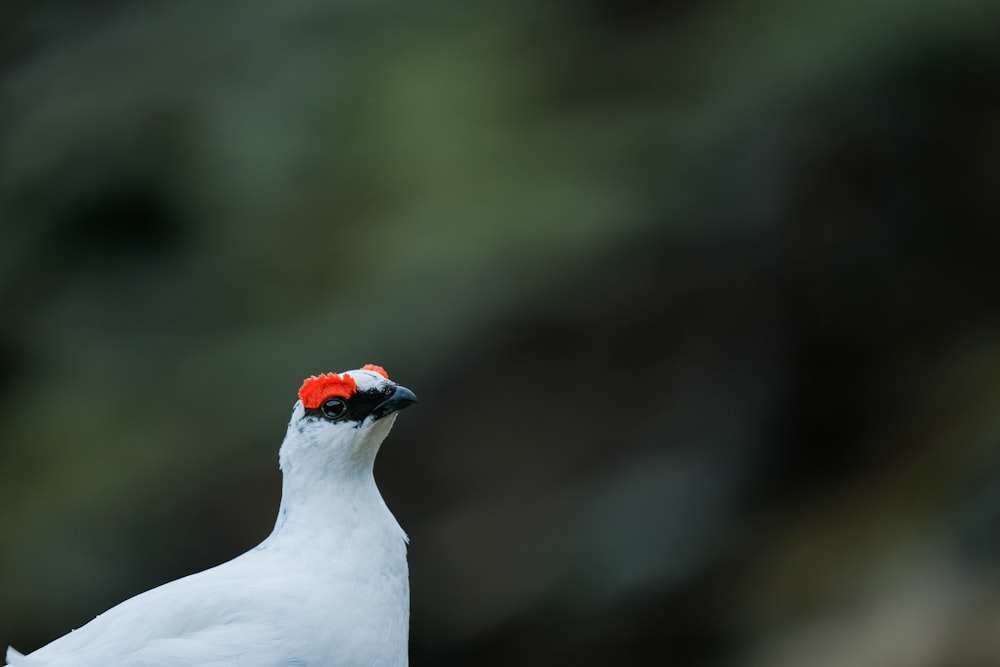 a close up of a white bird with a red head