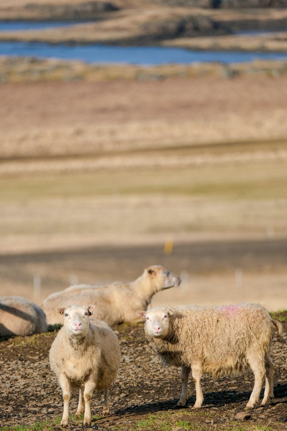 a herd of sheep standing on top of a grass covered field