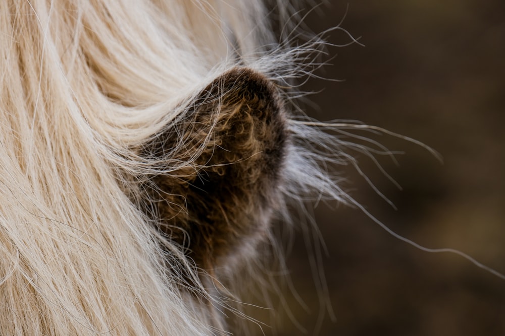 a close up of a white horse's mane