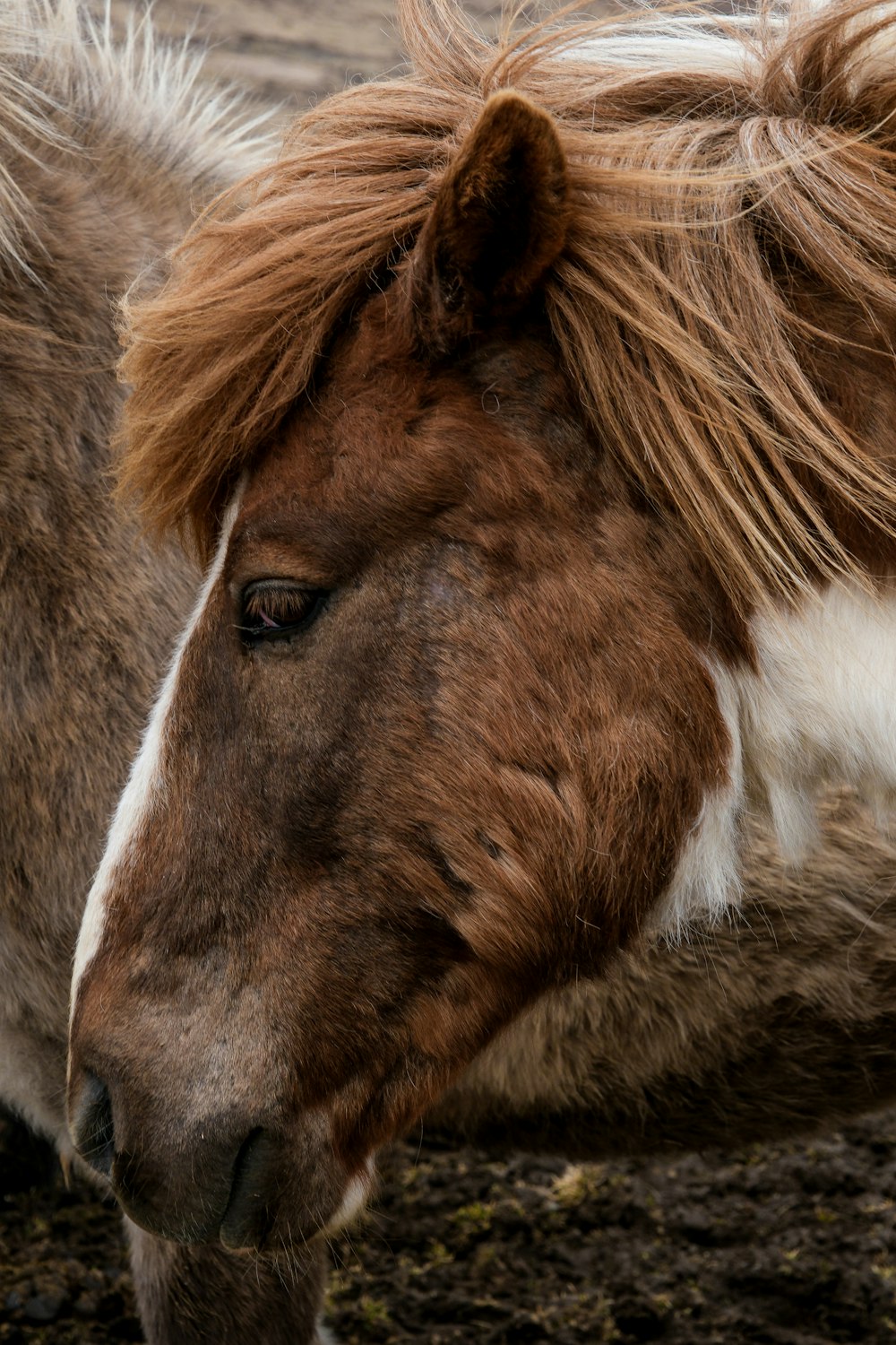 a brown and white horse with long hair