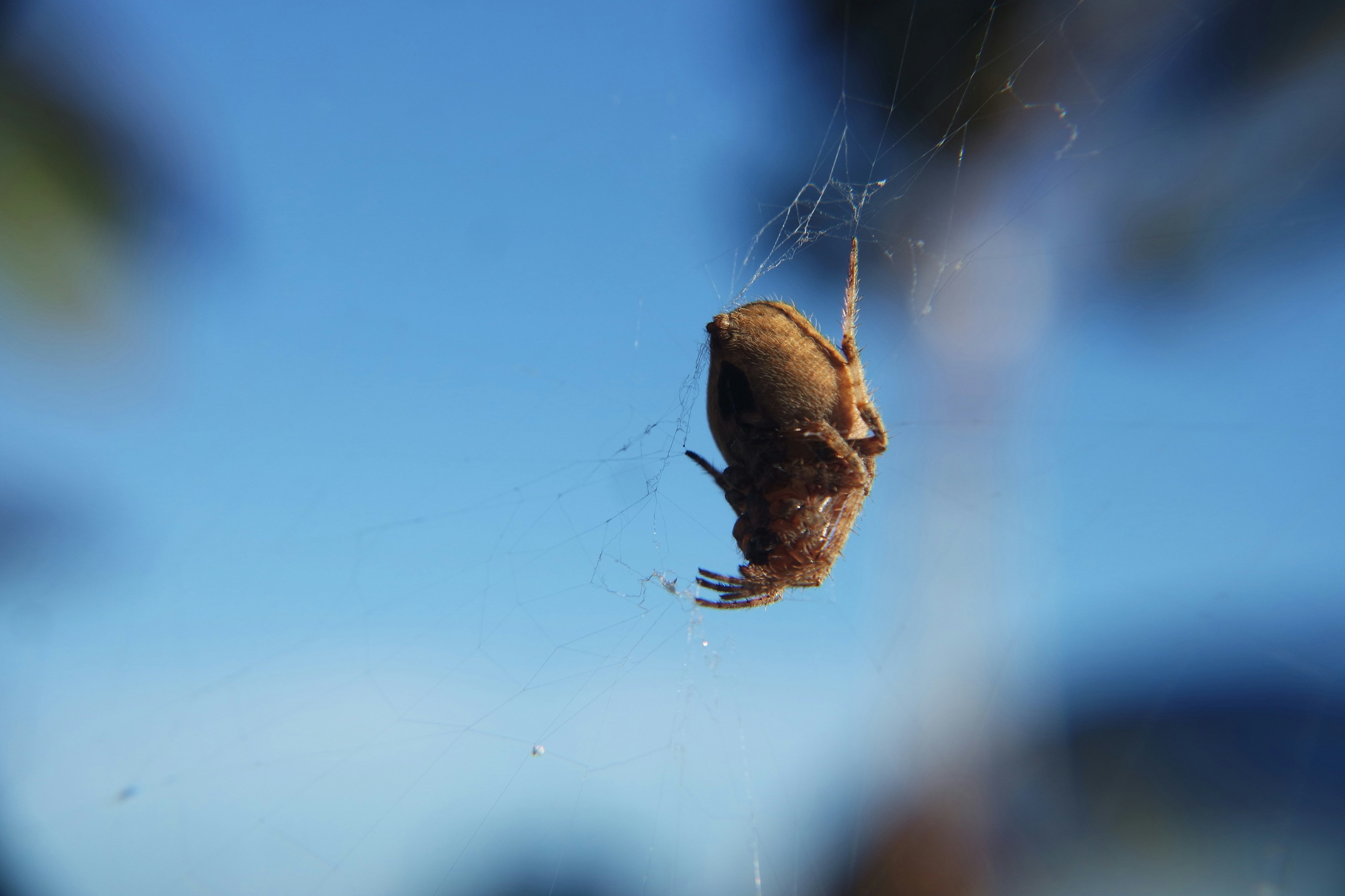 a close up of a spider on a web