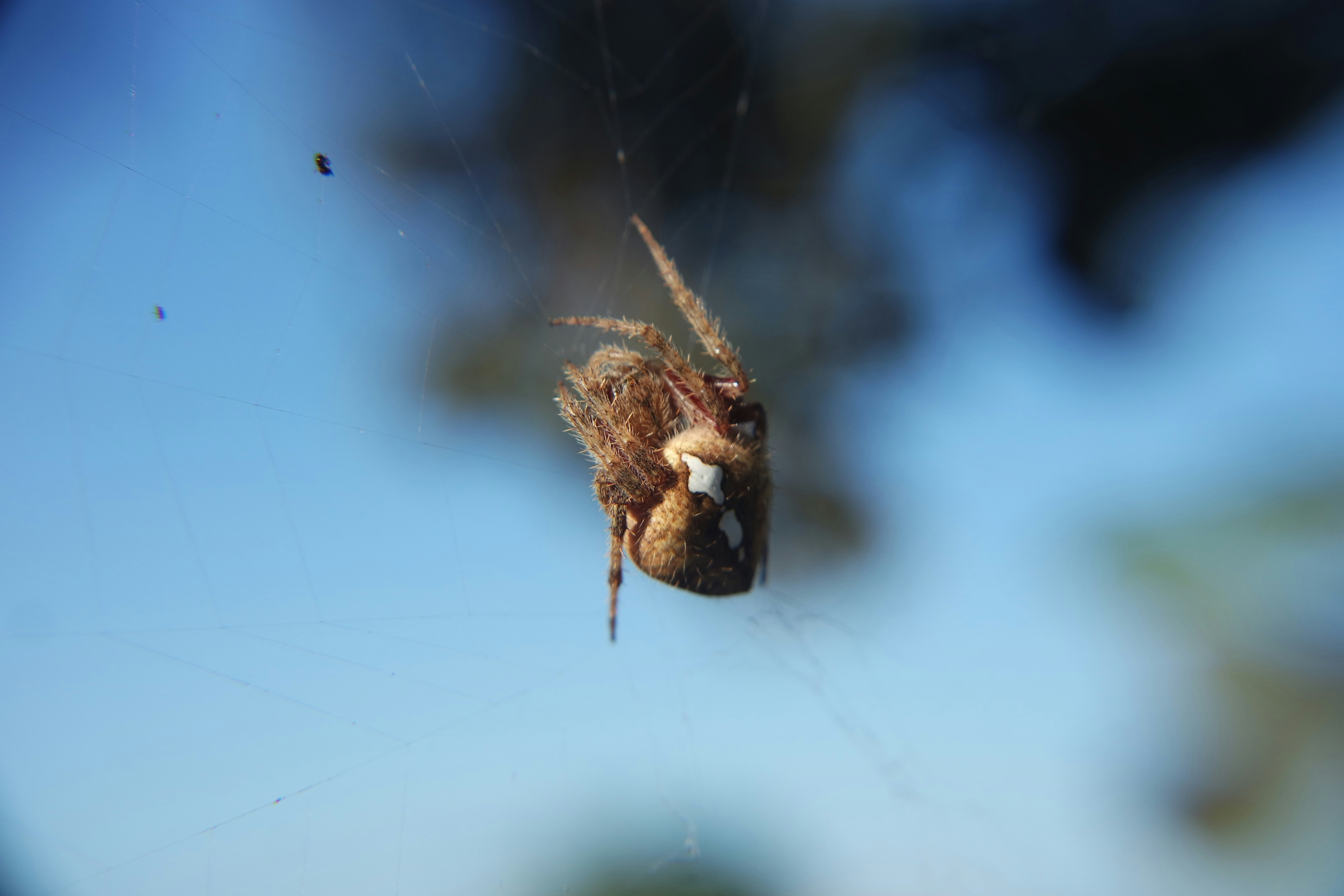 a close up of a spider on a web