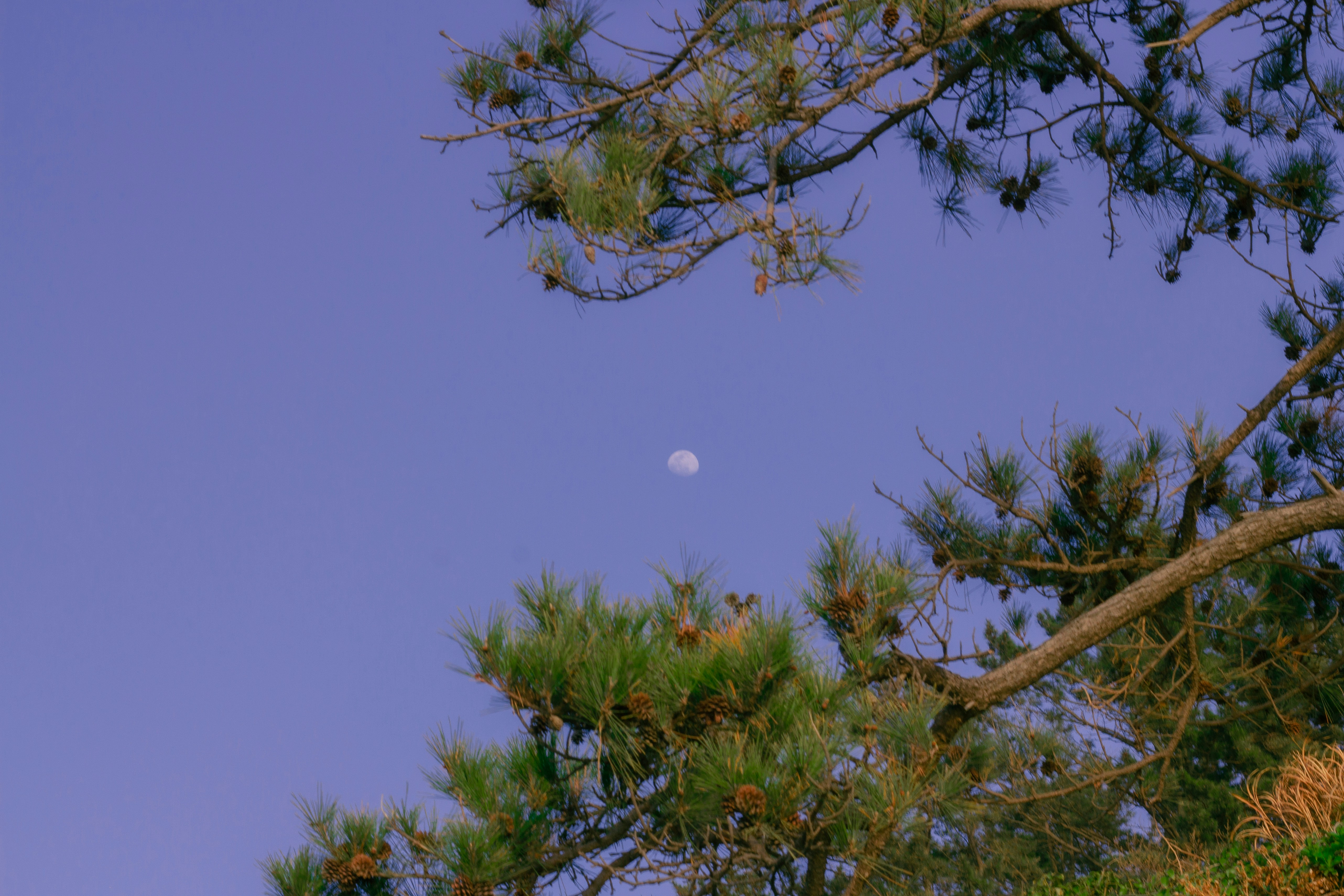 Photo by alina_kolpa