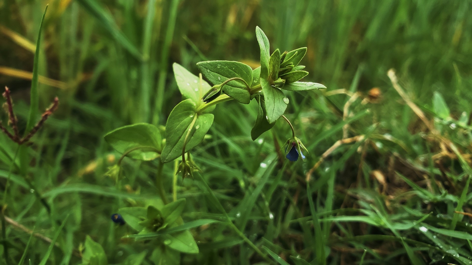 a close up of a green plant in the grass