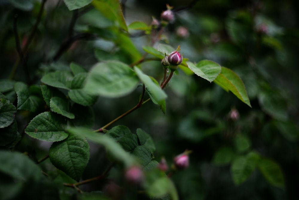 a close up of a flower on a tree branch