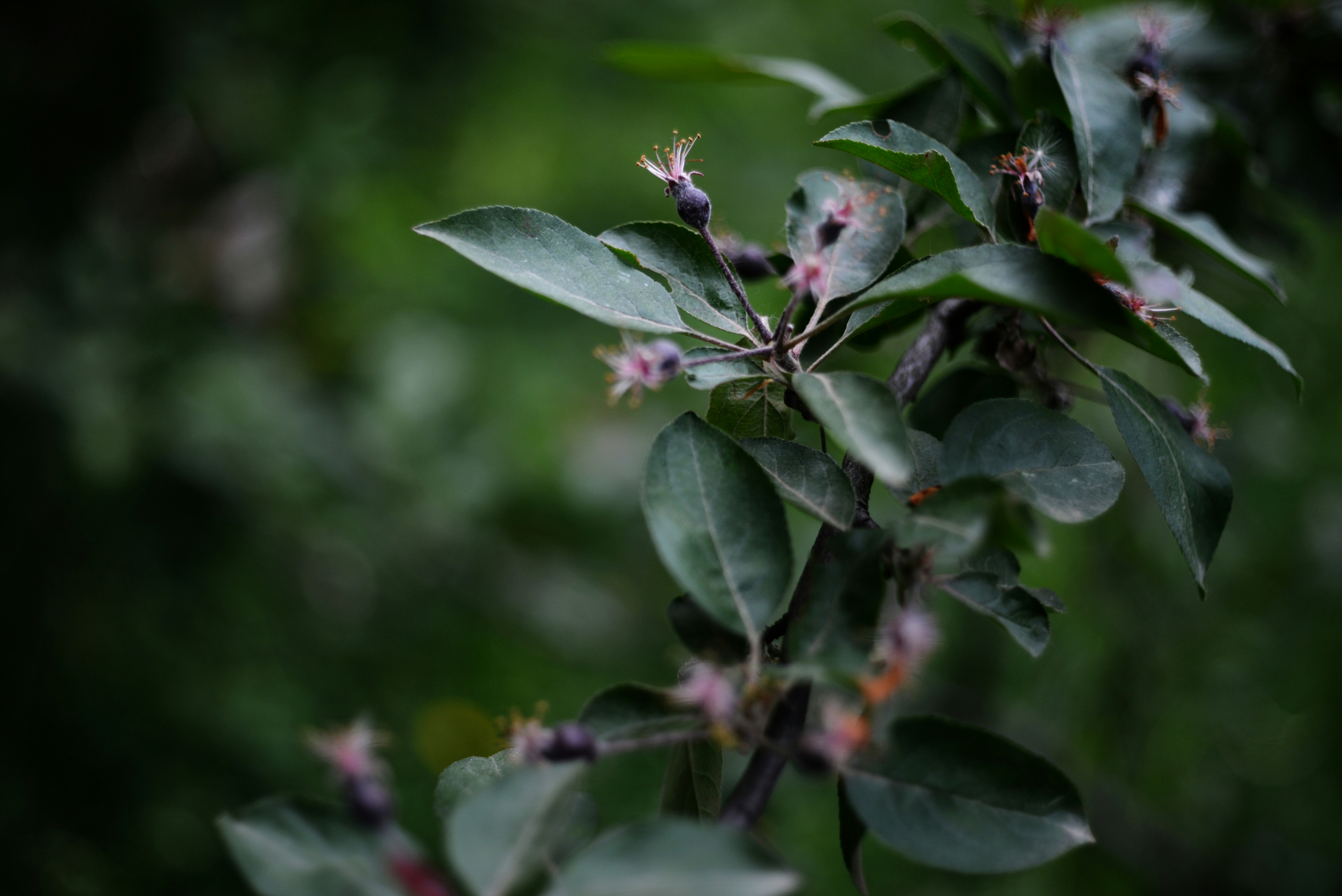 a close up of a tree branch with small flowers