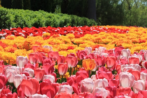 Most Famous Tulip Festivals Around the World