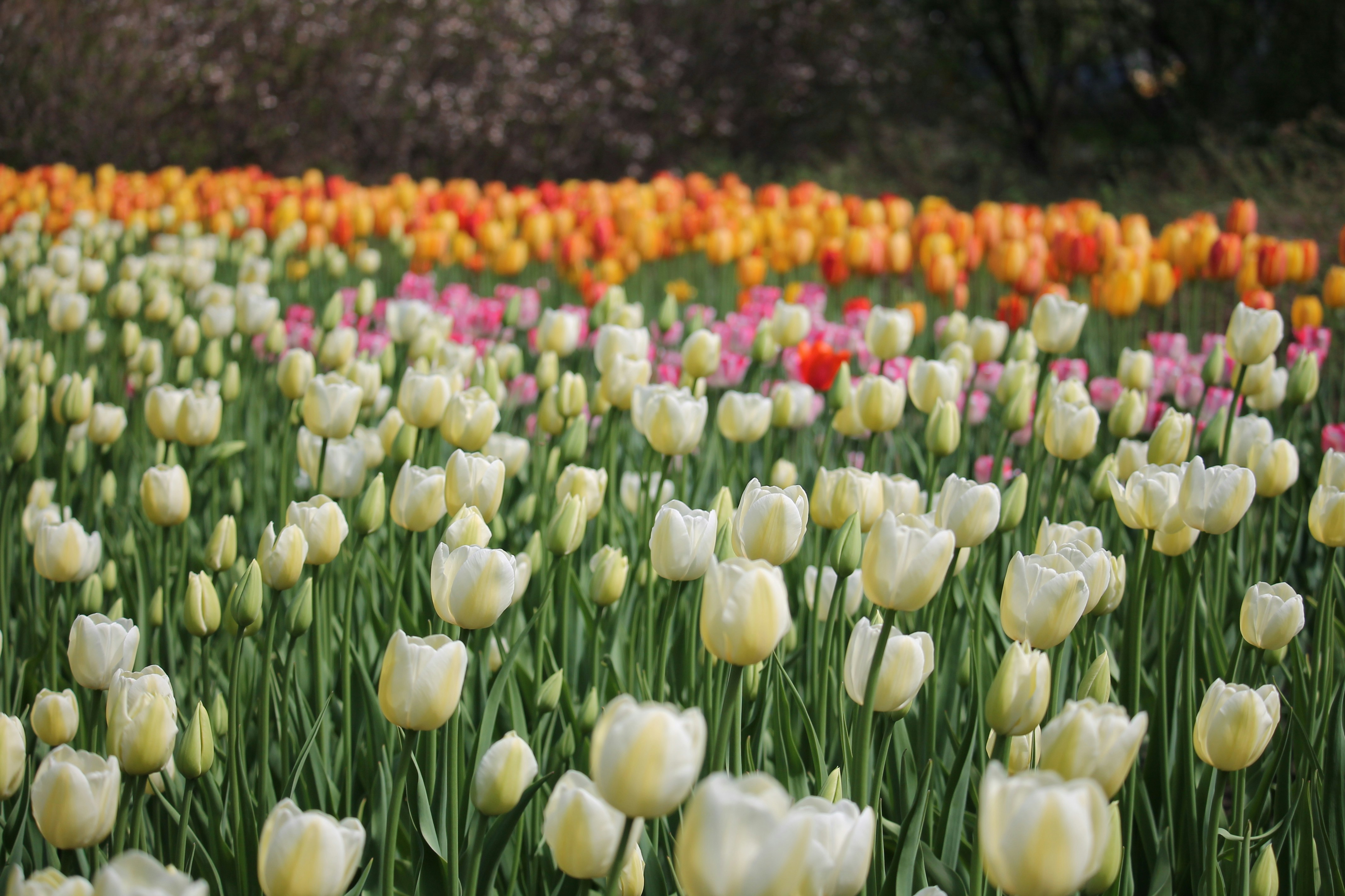 Ein Feld voller weißer und gelber Tulpen