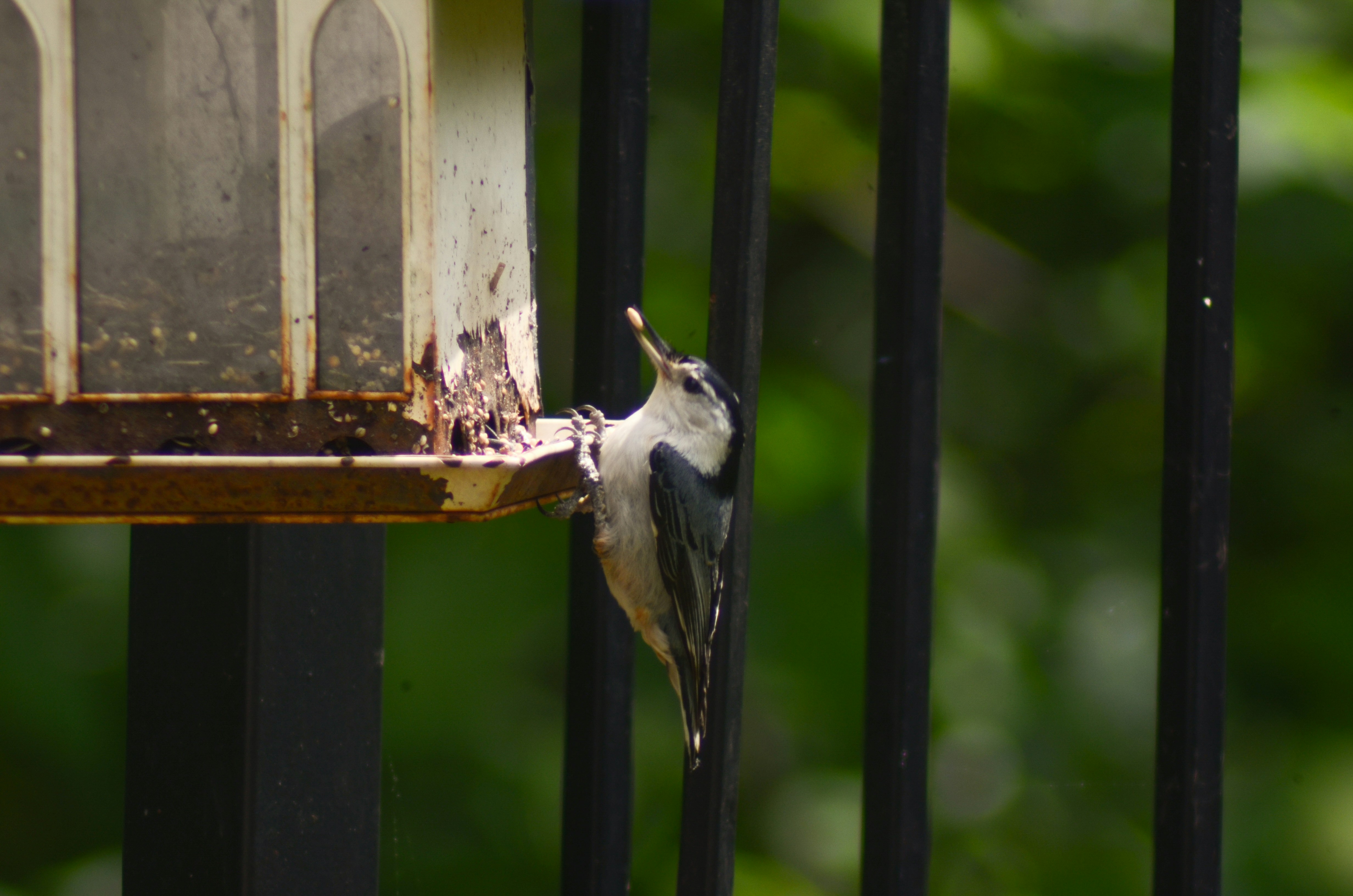 鳥が鳥の餌箱から食べている