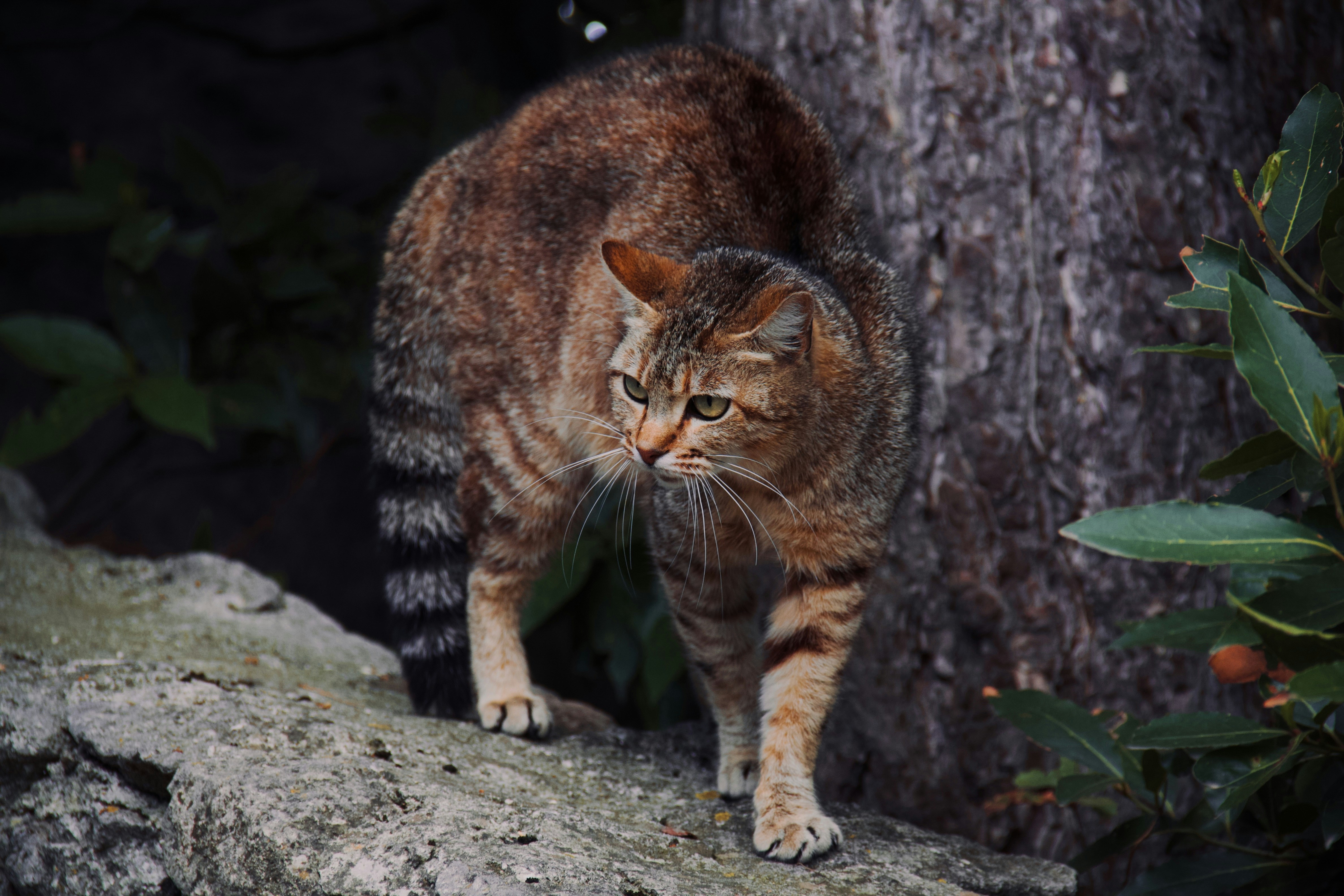 Ancient Bobcats Were Tougher Than They Looked (image credits: unsplash)