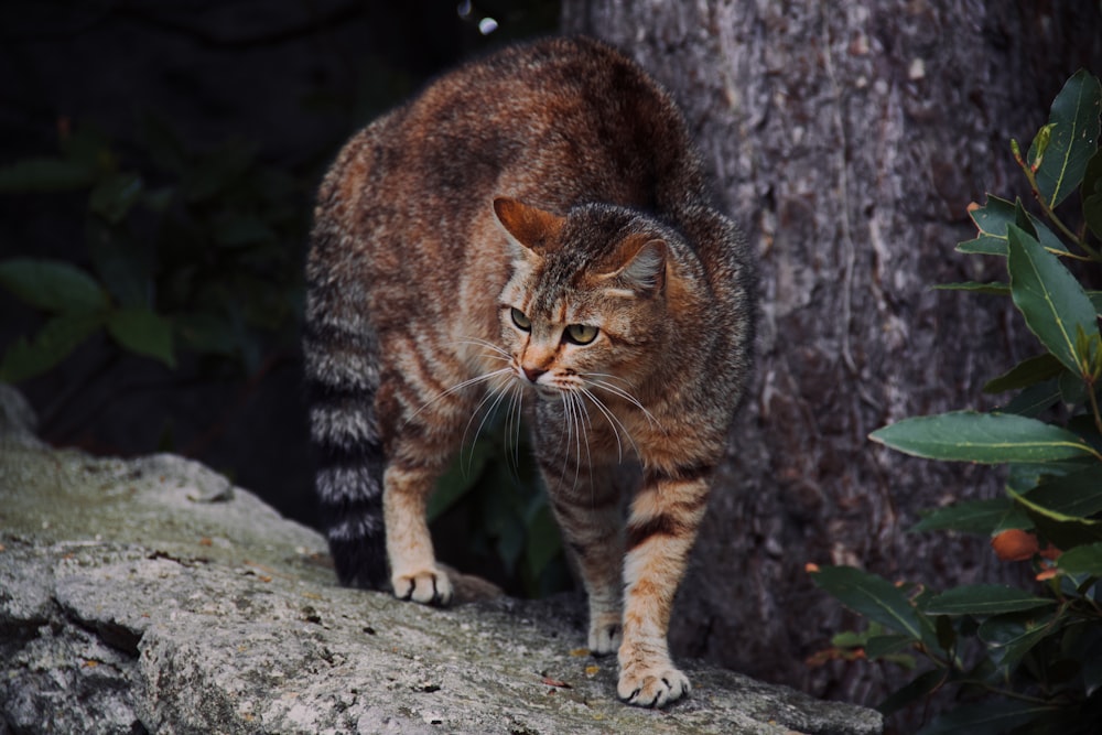 a cat standing on a rock next to a tree