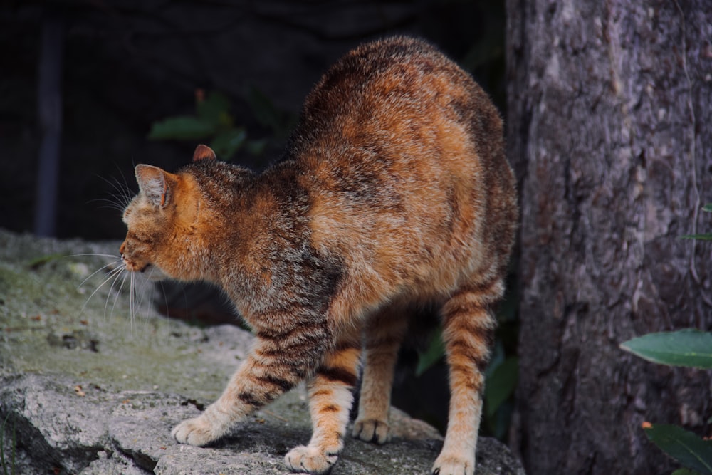 a cat standing on a rock next to a tree