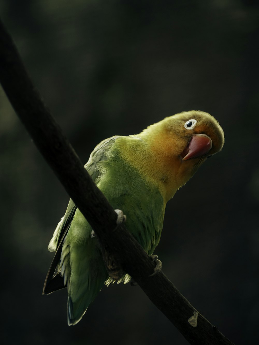 a green and yellow bird sitting on top of a tree branch