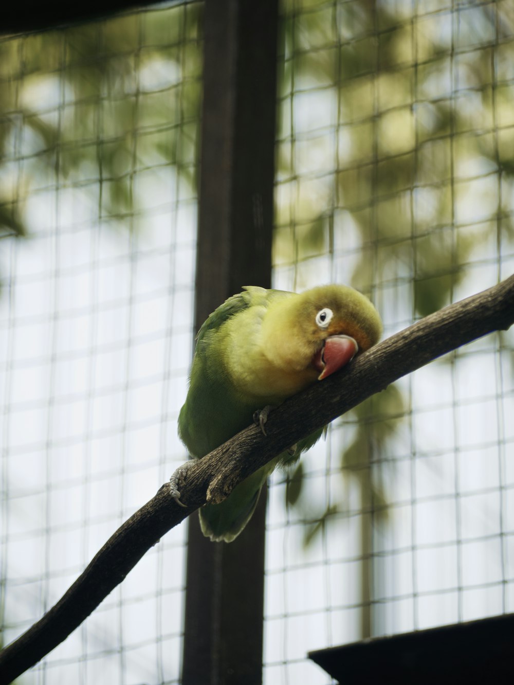 a green bird sitting on top of a tree branch