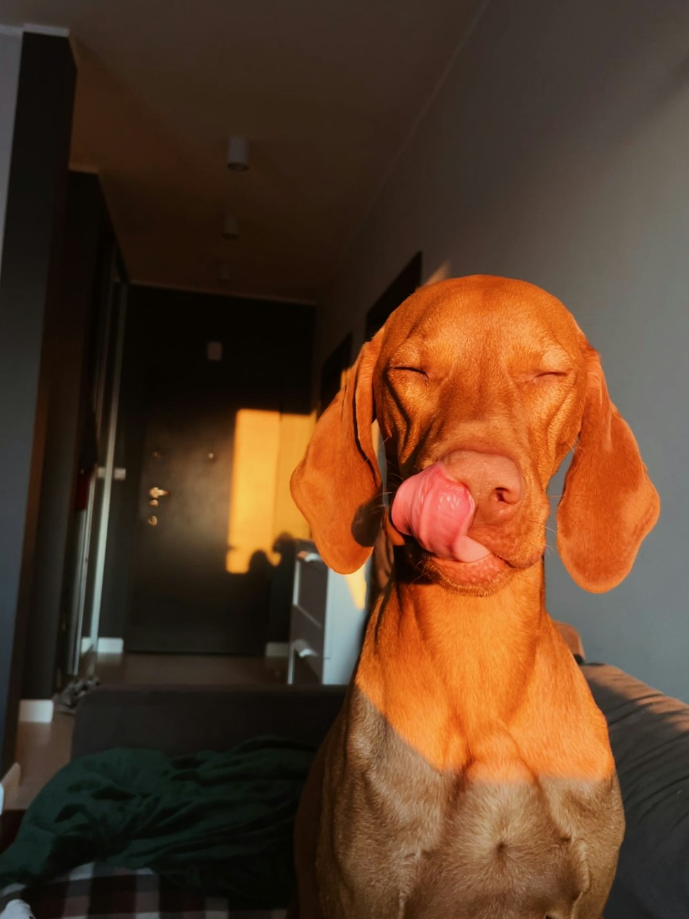 a dog sticking its tongue out while sitting on a bed