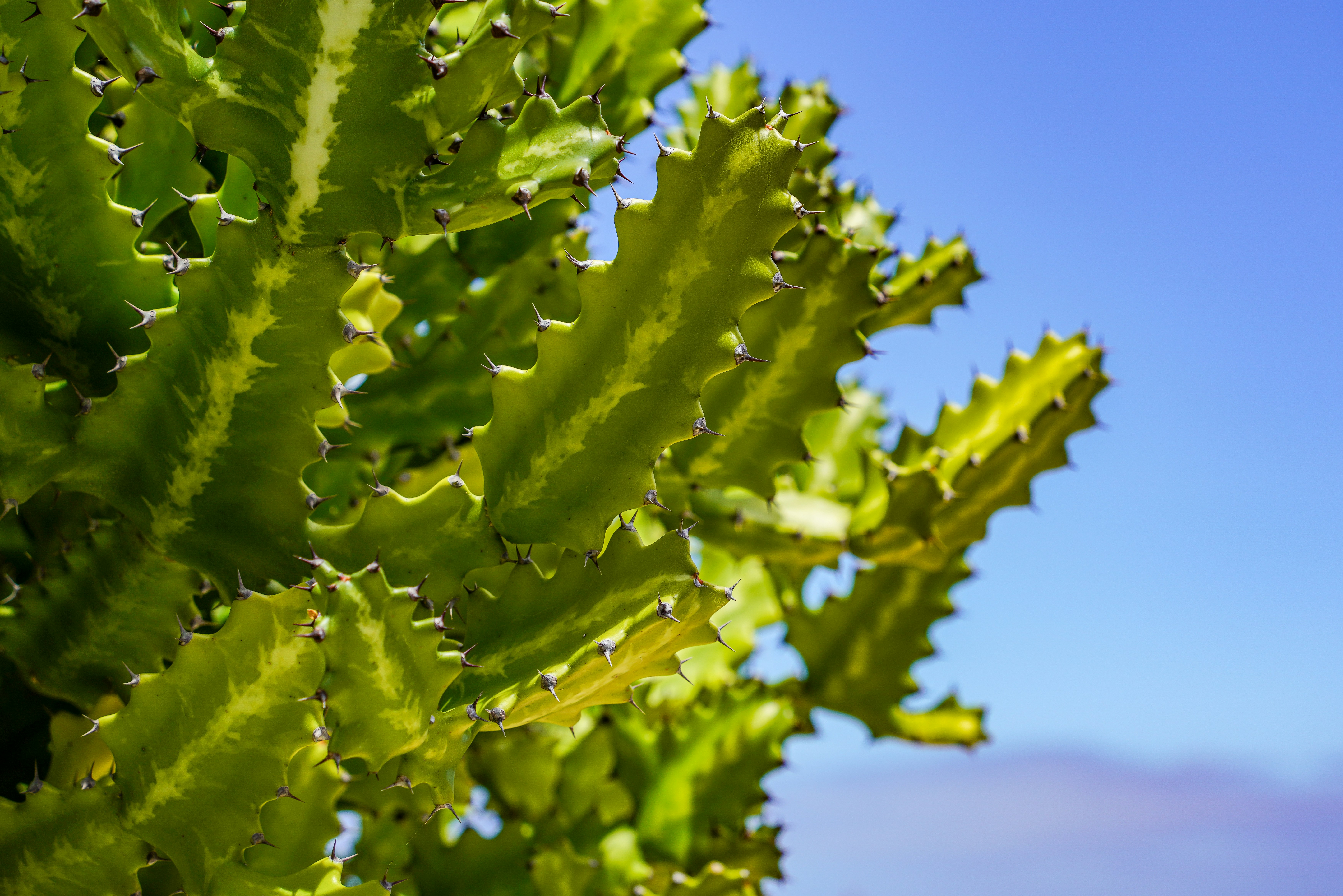 a close up of a green leafy plant