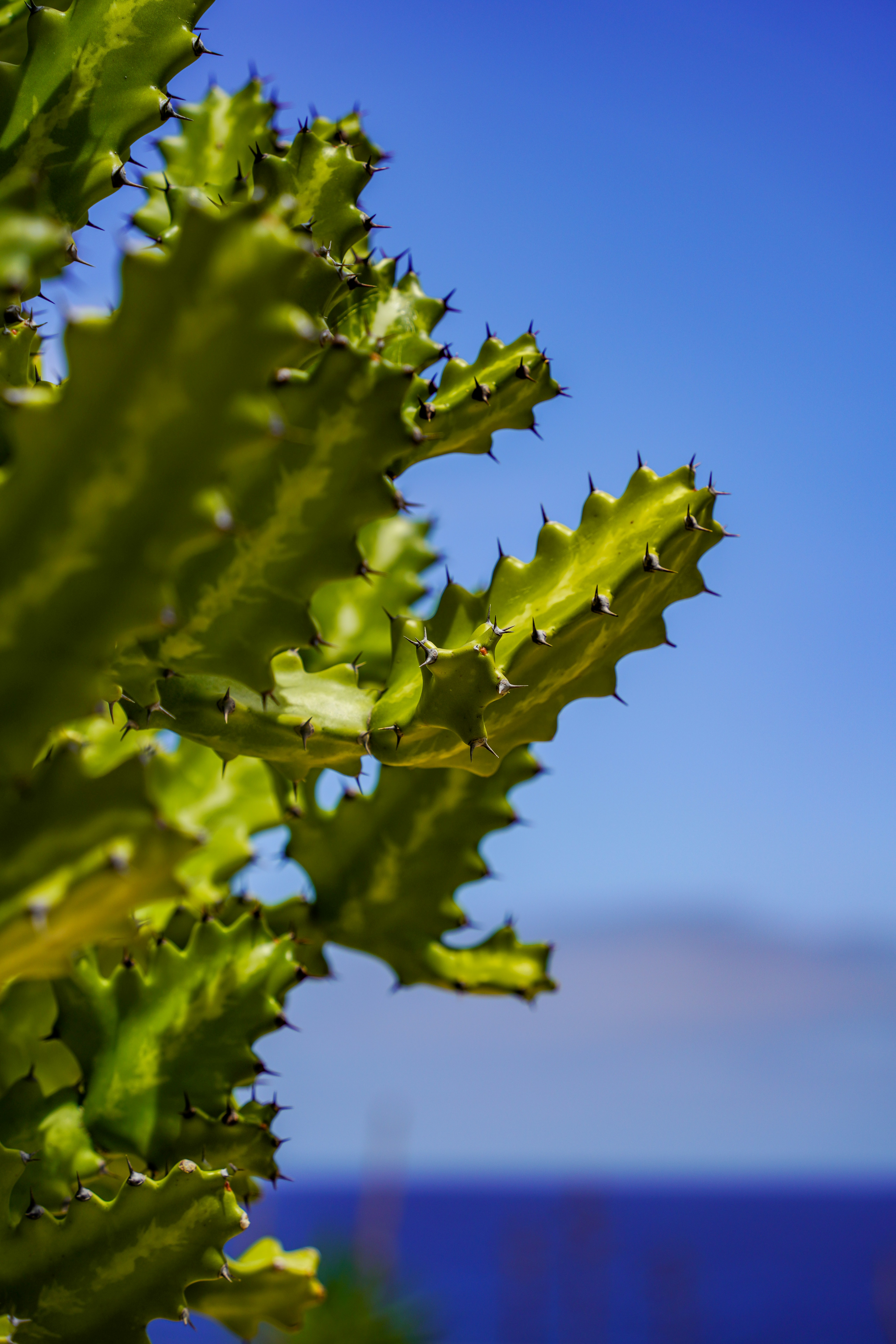 a close up of a leafy plant with a blue sky in the background