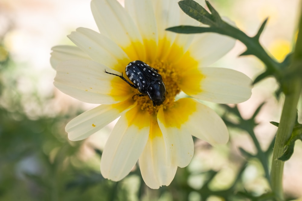 a black and white bug sitting on top of a flower