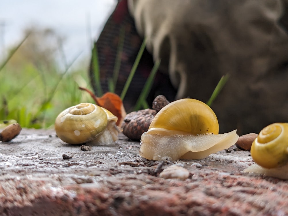 a group of snails crawling on the ground
