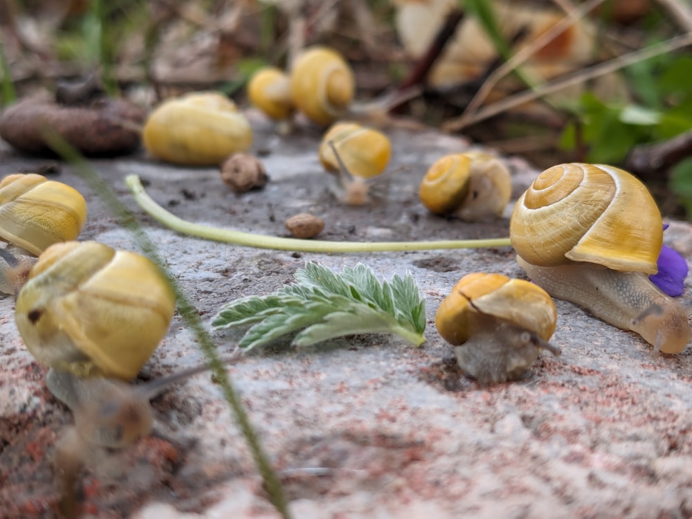a group of yellow mushrooms growing on a rock