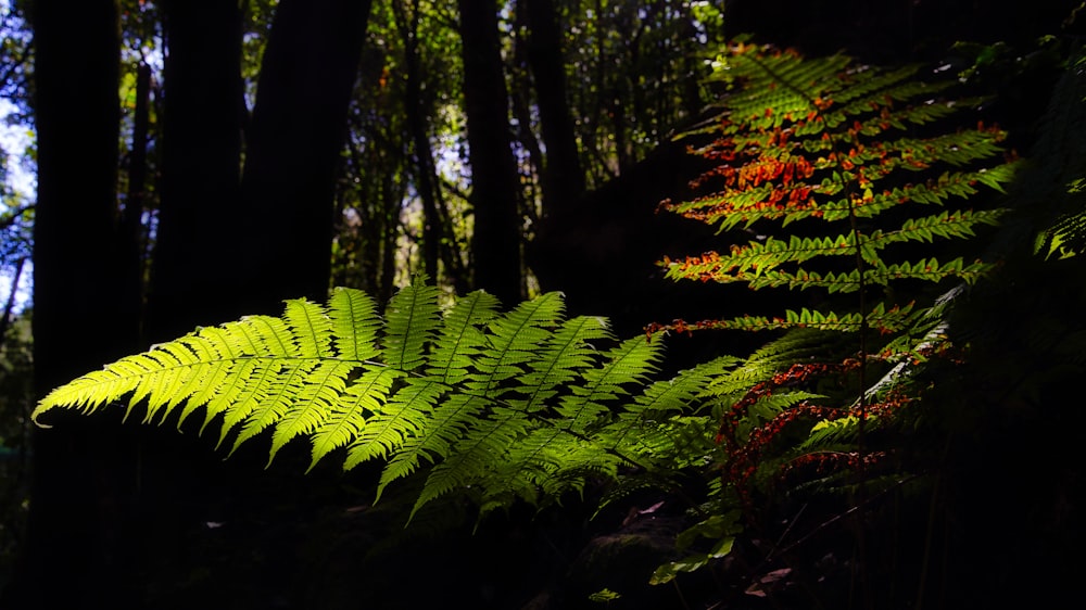 a green fern leaf in the middle of a forest