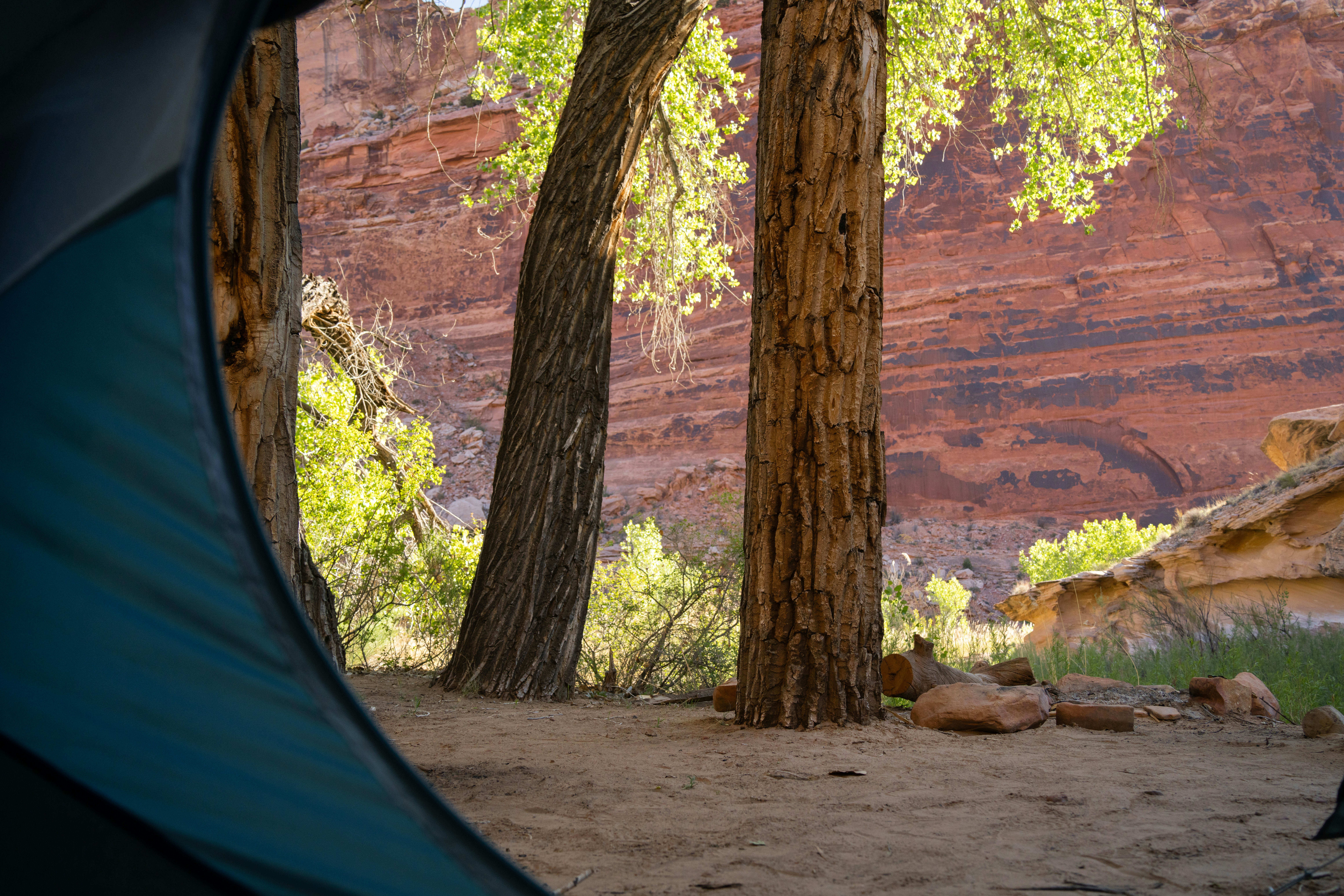 A tent is pitched up in the woods