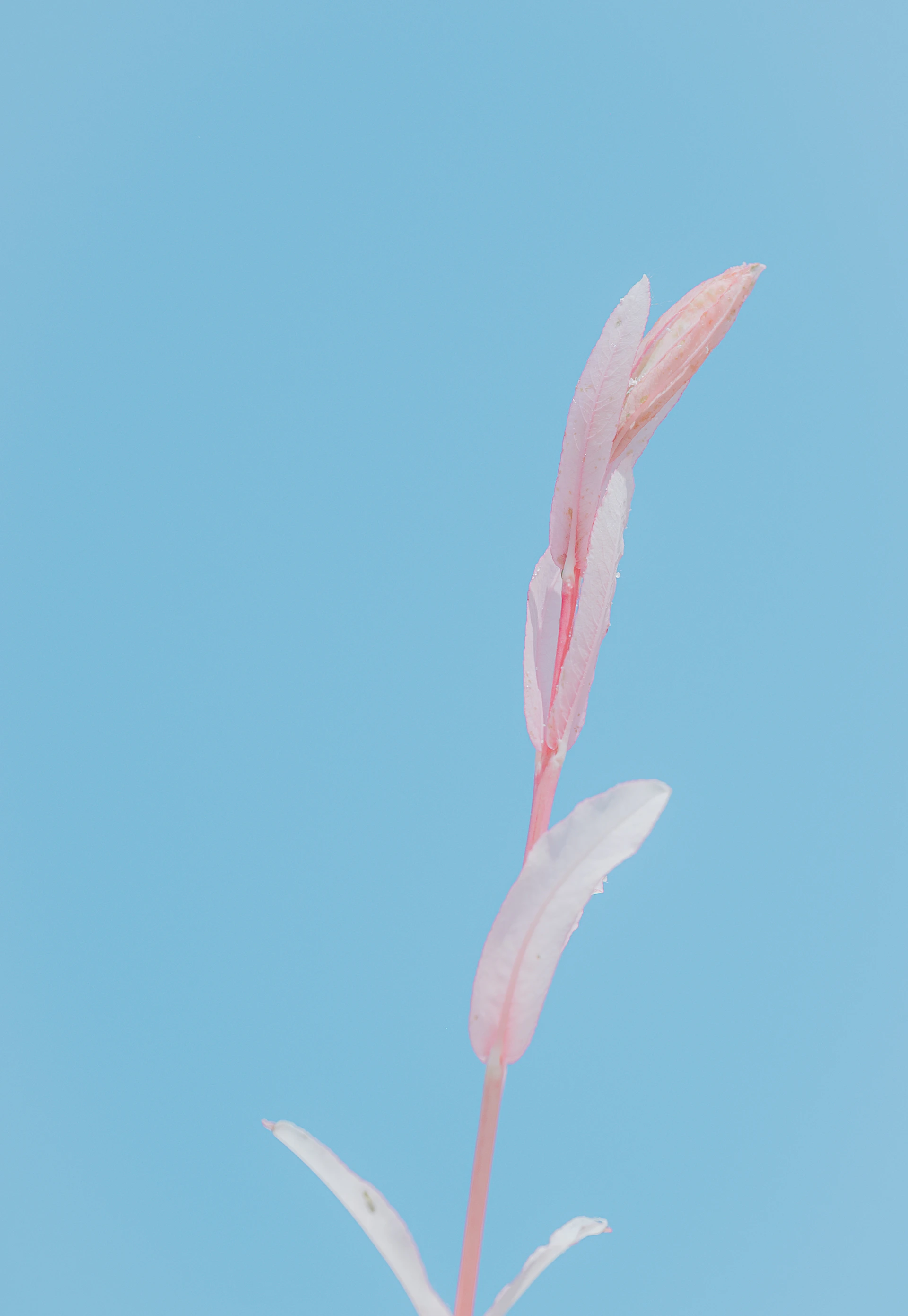 a pink flower with a blue sky in the background