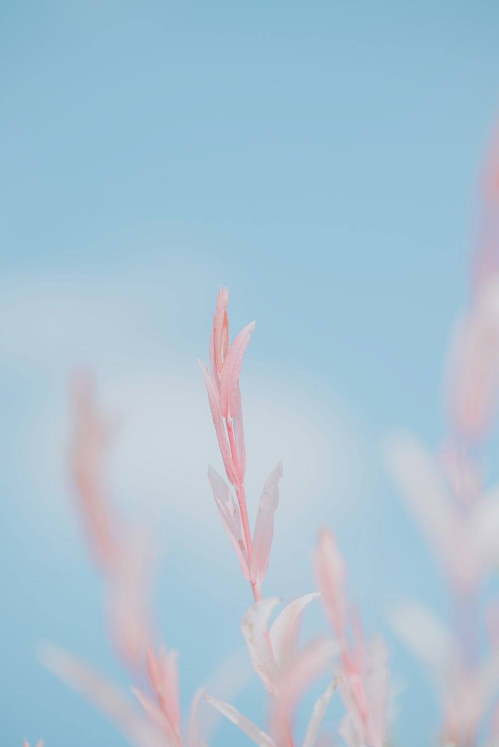 a blurry photo of a pink plant against a blue sky