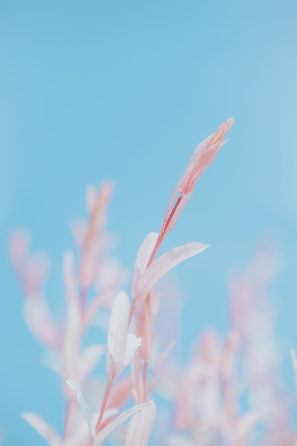 a blurry photo of a plant with pink flowers