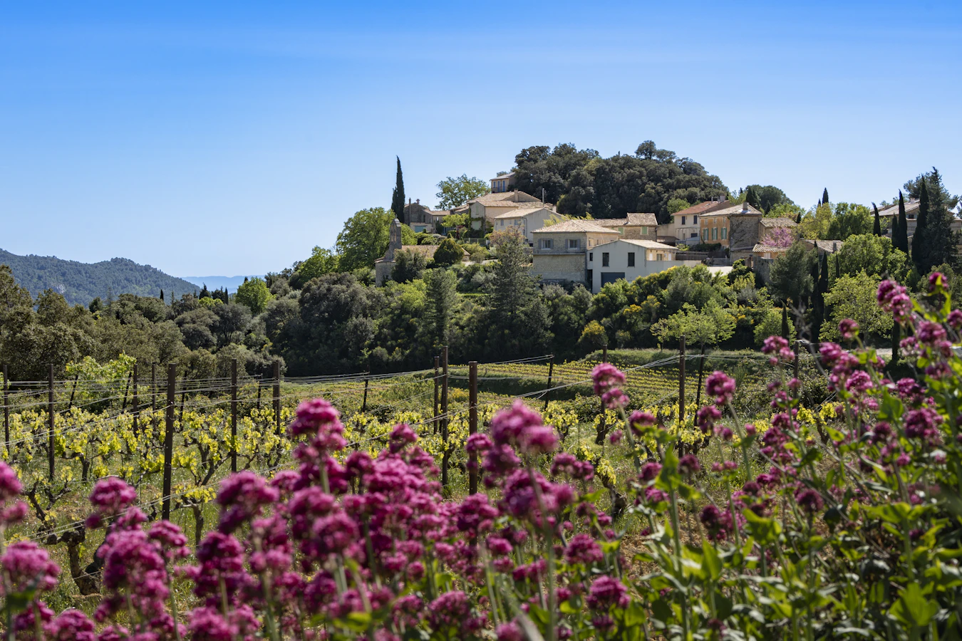 Provence wine country