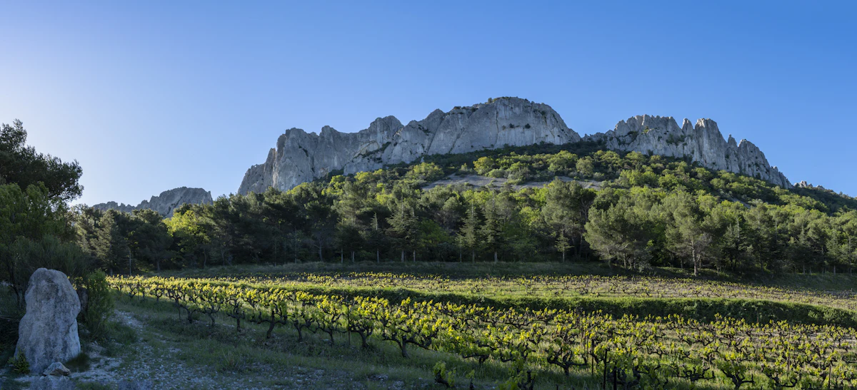 The limestone crests of the Dentelles de Montmirail above a vineyard and pines near Gigondas