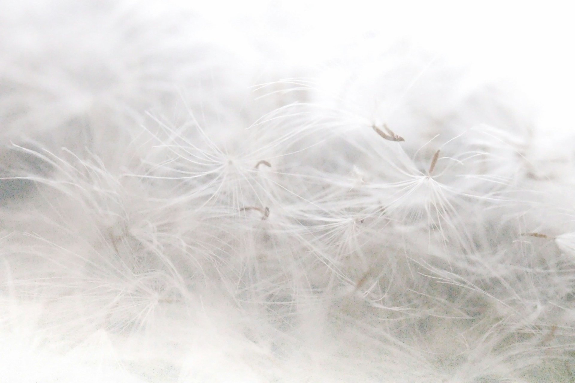 a blurry photo of a bunch of dandelions