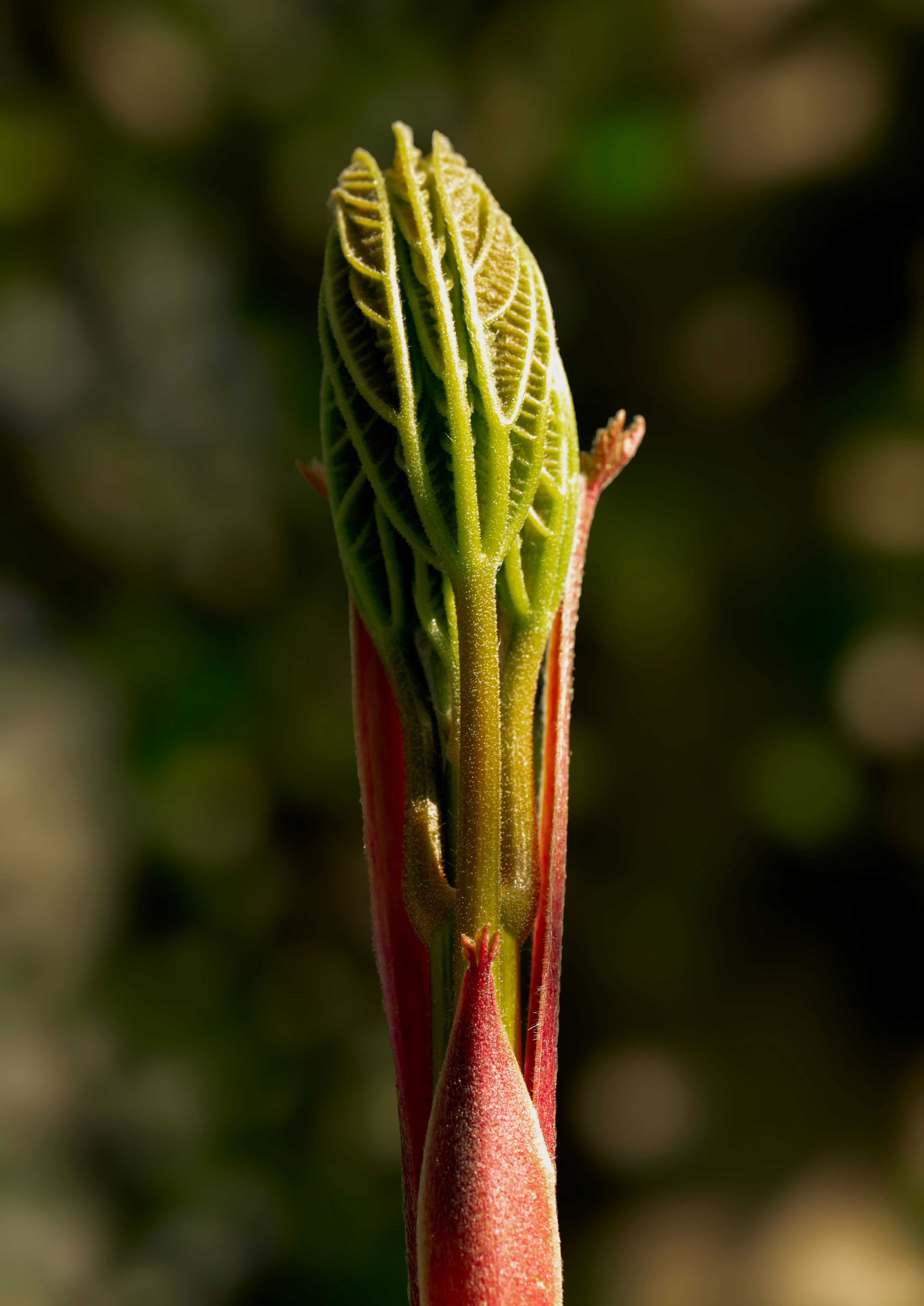 Eine Nahaufnahme einer Blütenknospe mit verschwommenem Hintergrund