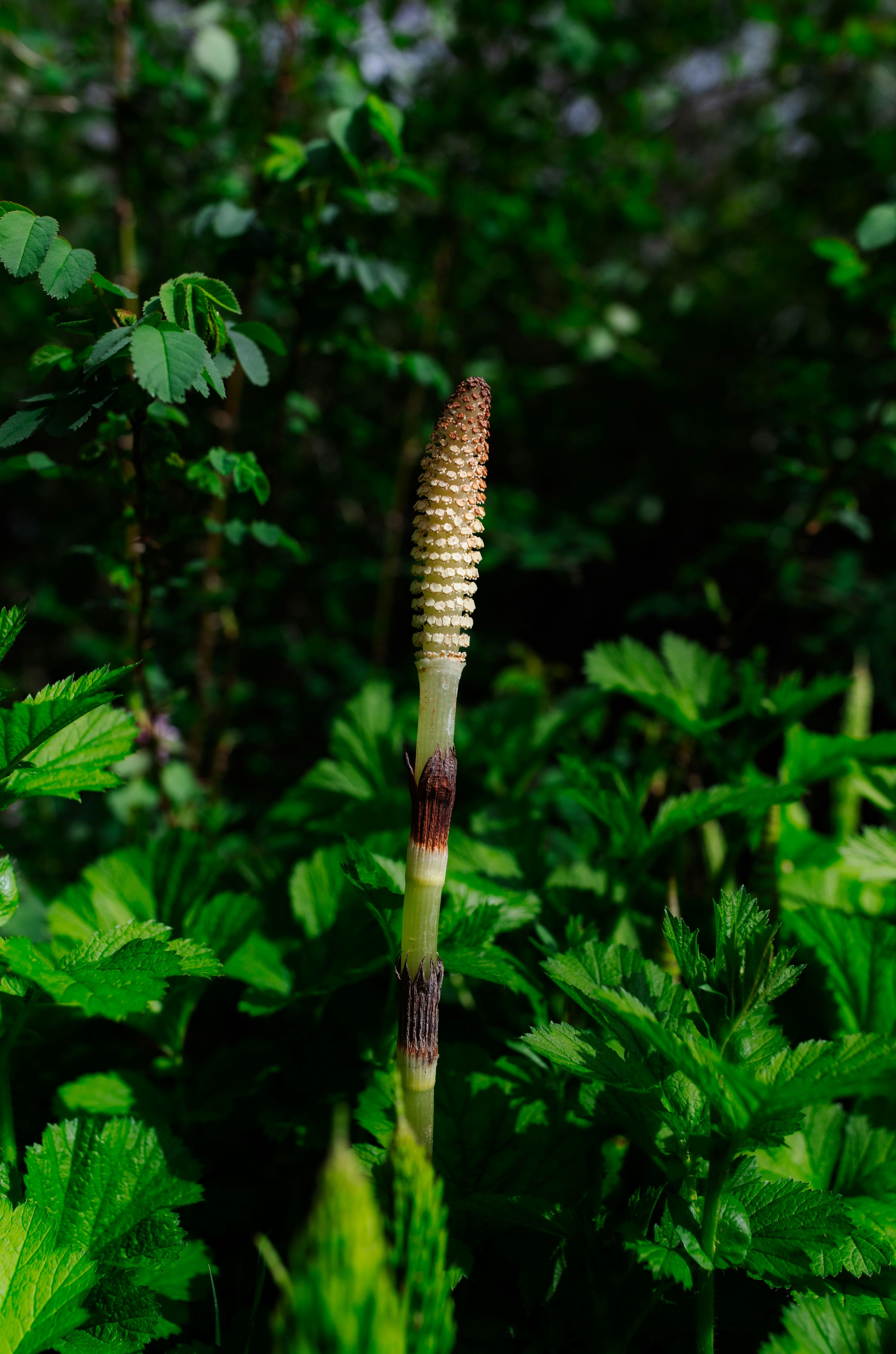 eine hohe Pflanze mitten im Wald